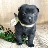 甲斐犬【山口県・男の子・2025年10月27日・赤虎毛】の写真3