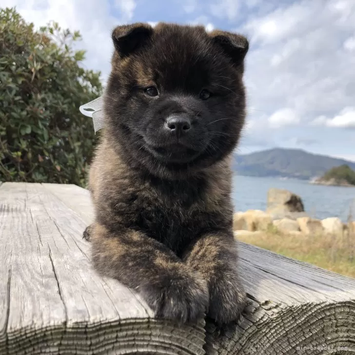 ID：2401-04826の子犬