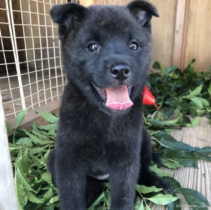 ID:2309-00653の子犬