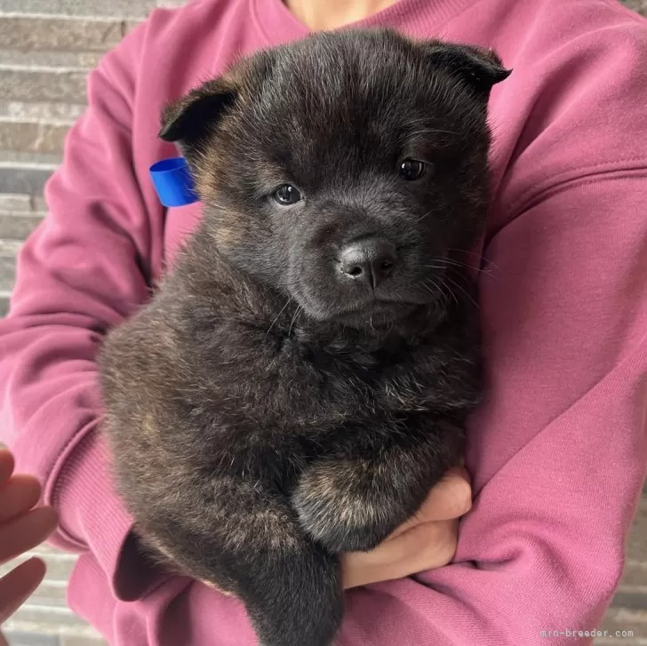 ID:2401-04813の子犬