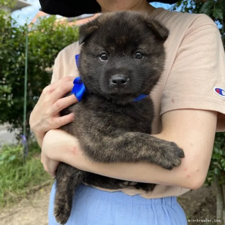 鷹 様のお迎えした子犬