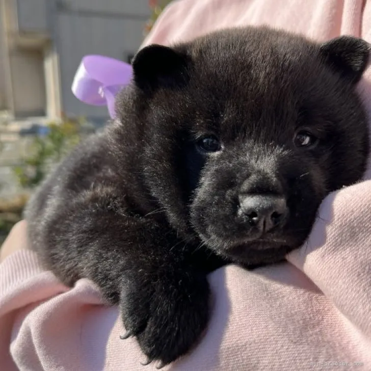 たけ 様のお迎えした子犬