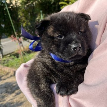 甲斐犬【山口県・男の子・2022年11月25日・赤虎毛】の写真「有名な優良血統の血筋・心身共に健康で「良質な仔犬」」