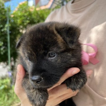 甲斐犬【山口県・女の子・2023年8月1日・赤虎毛】の写真「両親共、特に有名な総合優良犬の血筋・「ぺろみ」の孫」