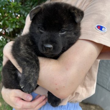 甲斐犬【山口県・男の子・2023年8月1日・赤虎毛】の写真「両親共、特に有名な総合優良犬の血筋・「ぺろみ」の孫」