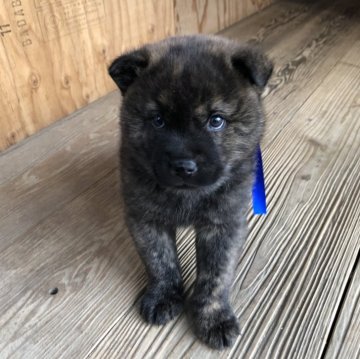 甲斐犬【山口県・男の子・2024年2月1日・赤虎毛】の写真「多くの総合優良犬・有名犬を祖先に持つ「真の甲斐犬」」