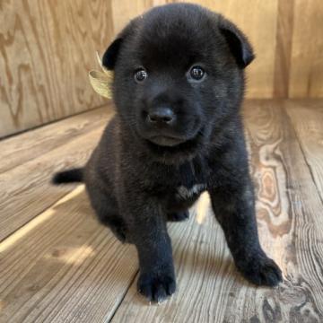 甲斐犬【山口県・女の子・2022年6月1日・赤虎毛】の写真「有名な優良血統の血筋・心身共に健康で「良質な仔犬」」