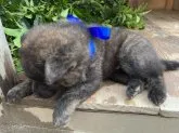 甲斐犬【山口県・男の子・2023年8月1日・赤虎毛】の写真2「９／３　撮影」