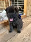 甲斐犬【山口県・男の子・2022年6月1日・赤虎毛】の写真2「7/2 撮影」
