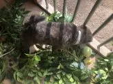 甲斐犬【山口県・男の子・2021年9月21日・赤虎毛】の写真3「11／５日撮影　成長すると、更に綺麗な赤虎毛になると思います。兄弟遊びから運動能力が高そうです。」