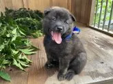 甲斐犬【山口県・男の子・2023年8月1日・赤虎毛】の写真4「９／３　撮影」