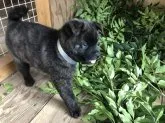 甲斐犬【山口県・男の子・2021年9月21日・赤虎毛】の写真4「11／５日撮影 日陰に移動すると黒っぽく見えますが、実際は赤虎毛です。」