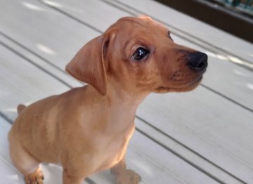 ミニチュアピンシャー【神奈川県・男の子・2020年6月26日・スタッグレッド】の写真「両親JKCチャンピオン❗健康診断済」