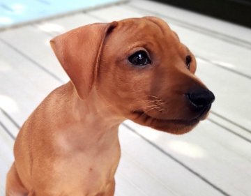 ミニチュアピンシャー【神奈川県・男の子・2020年6月26日・レッド】の写真「両親共にJKCチャンピオン❗健康診断済」