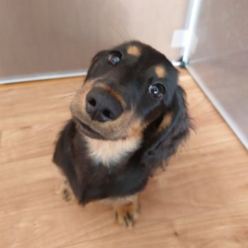 ミニチュアダックスフンド(ロング)【宮城県・男の子・2025年8月6日・ブラックタン】の写真「11月末までブラックフライデー価格！」