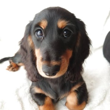 ミニチュアダックスフンド(ロング)【宮城県・女の子・2025年8月6日・ブラックタン】の写真「整った綺麗なまろ眉がチャームポイント」