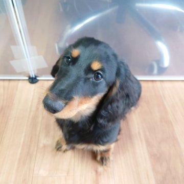 ミニチュアダックスフンド(ロング)【宮城県・男の子・2025年8月6日・ブラックタン】の写真「もう少しで4ヶ月目！」