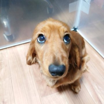 ミニチュアダックスフンド(ロング)【宮城県・女の子・2025年8月6日・レッド】の写真「年末キャンペーン！
特典で餌3kgプレゼント」