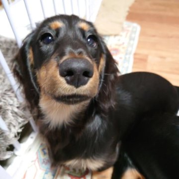 ミニチュアダックスフンド(ロング)【宮城県・男の子・2025年8月6日・ブラックタン】の写真「クリスマス前お迎えキャンペーン！」