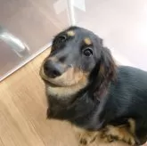 ミニチュアダックスフンド(ロング)【宮城県・男の子・2025年8月6日・ブラックタン】の写真1「チャームポイント！顎下の色がクリーム色になりつつあります！」