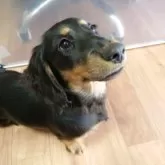 ミニチュアダックスフンド(ロング)【宮城県・男の子・2025年8月6日・ブラックタン】の写真2「顔立ちはお父さん似！」