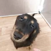 ミニチュアダックスフンド(ロング)【宮城県・男の子・2025年8月6日・ブラックタン】の写真4「この角度最高に可愛いです！」