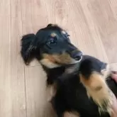 ミニチュアダックスフンド(ロング)【宮城県・男の子・2025年8月6日・ブラックタン】の写真5