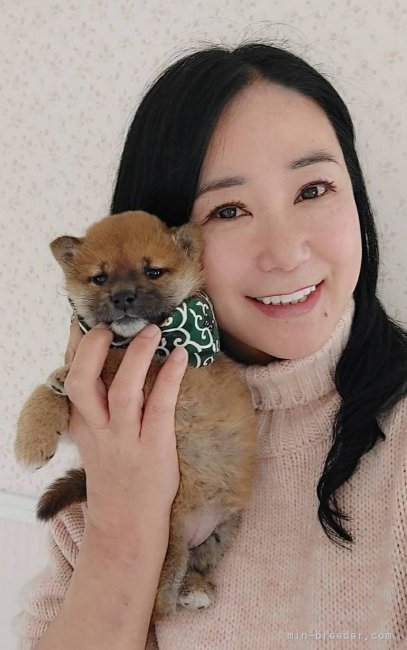 豆柴はとても飼いやすいです。いつも一緒の家族になりますよ😃｜塩脇　紀子(しおわき　のりこ)ブリーダー(埼玉県・甲斐犬など・天然記念物甲斐犬愛護会登録)の紹介写真1