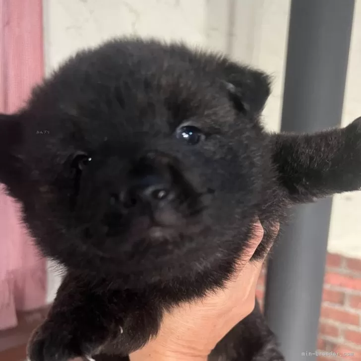 ID:2412-05776の子犬