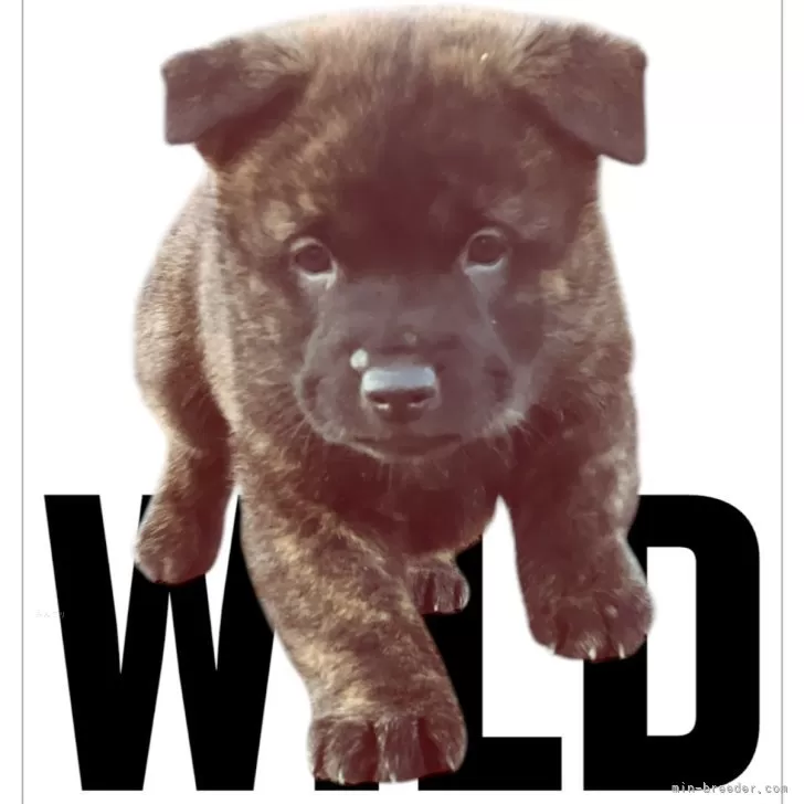 ID：2412-06376の子犬