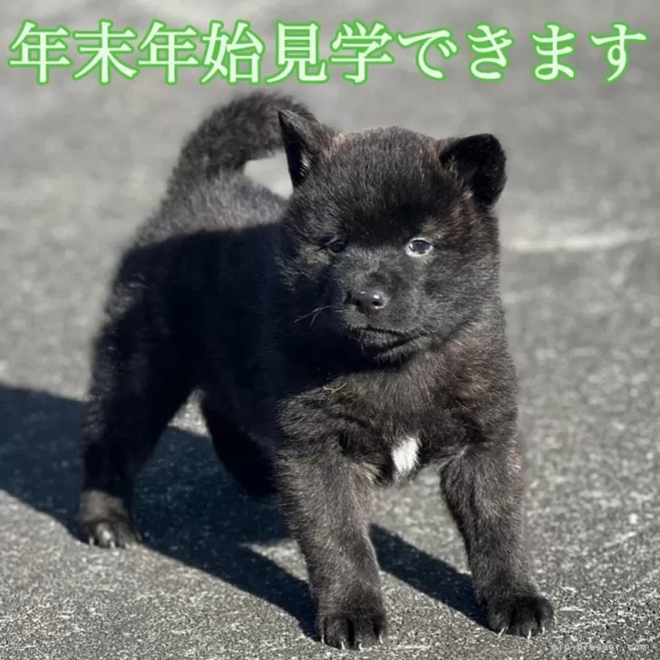 ID：2412-06096の子犬
