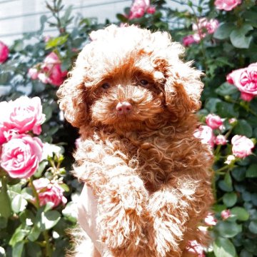 トイプードル(トイ)【埼玉県・男の子・2025年2月9日・レッド】の写真「健康そのもの　性格もとても良く遊び好きで人間大好き」