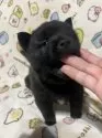 甲斐犬【埼玉県・男の子・2024年11月21日・黒虎】の写真5