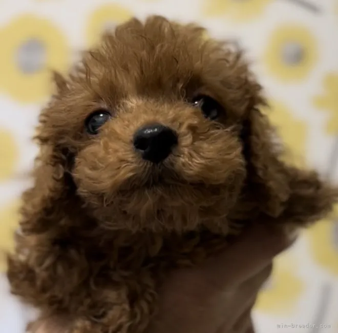 ID：2212-04211の子犬