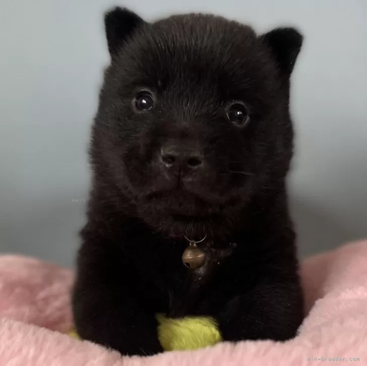 ID:2402-01166の子犬