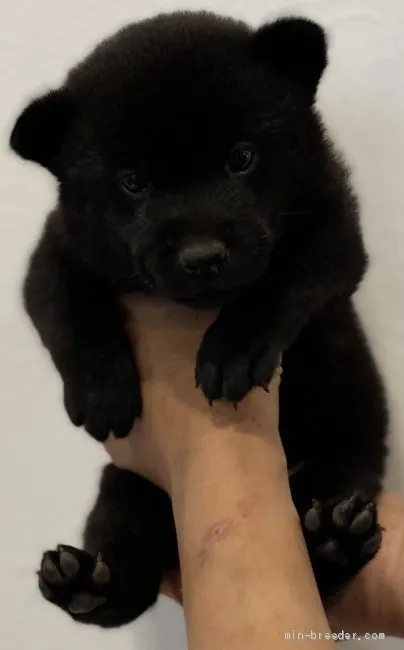 ID:2009-02416の子犬