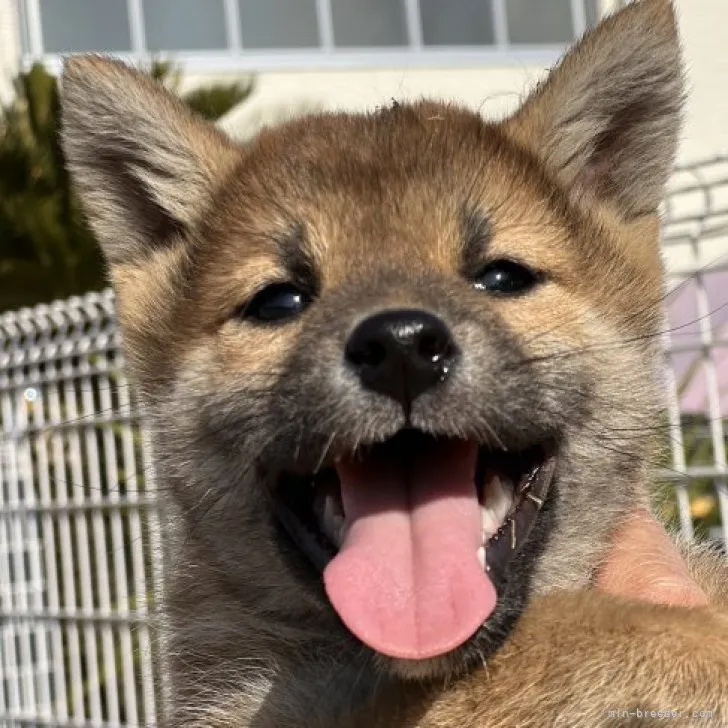 M.T 様のお迎えした子犬