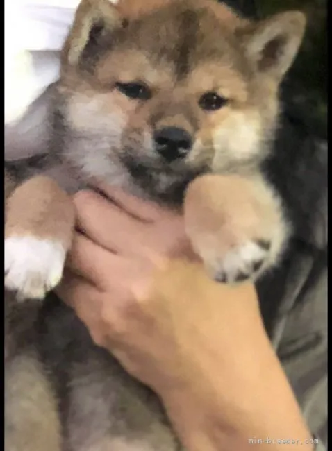 ID:2110-01327の子犬