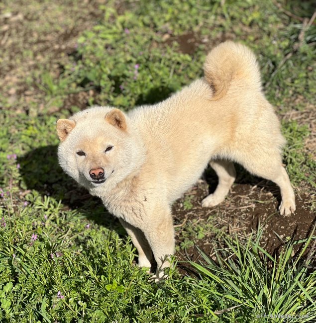 柴犬【・男の子・2022年10月14日・白】「体重4.5キロで小さくて人間大好きな優しい子です。」