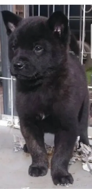 ID：2012-02525の子犬