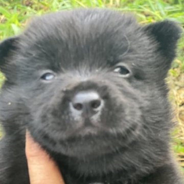 甲斐犬【埼玉県・男の子・2023年7月27日・黒虎】の写真「血統素晴らしい展覧会も出せます。
性格良い☺️」