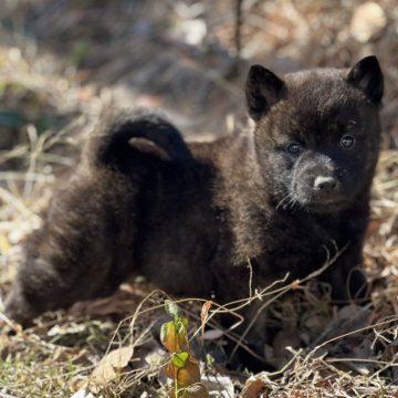 甲斐犬【埼玉県・男の子・2024年1月9日・赤虎】の写真「あまり産まれない赤虎　黒い部分もしっかり
体格良」