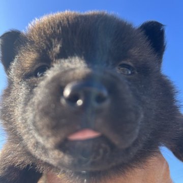 甲斐犬【埼玉県・女の子・2024年1月9日・赤虎】の写真「一番小さくて女の子らしい少ない赤虎毛」