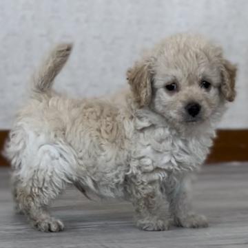 マルプー【埼玉県・男の子・2022年10月16日・クリーム】の写真「生きたぬいぐるみ🧸マルプーは可愛いです💕」