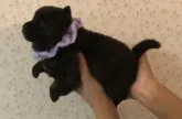 甲斐犬【埼玉県・女の子・2022年1月16日・黒虎】の写真2「むっちむちのフワモコ💕」