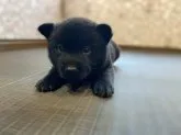 甲斐犬【埼玉県・女の子・2020年8月20日・黒虎】の写真3「９月18日撮影」