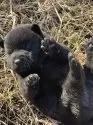 甲斐犬【埼玉県・男の子・2024年1月9日・黒虎】の写真4「おい　起き上がれないじゃないかなにするんだ」
