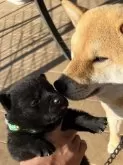 甲斐犬【埼玉県・男の子・2024年1月9日・黒虎】の写真5「あれ？僕は柴犬なの？うん　そう信じて育てばきっと柴犬になれるよ幸せになるんだよ」