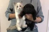 甲斐犬【埼玉県・女の子・2022年1月16日・黒虎】の写真5「甲斐犬の赤ちゃんは可愛いしかないです💕」