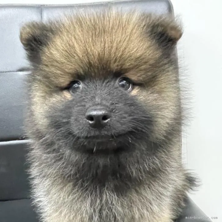 ID:2211-02404の子犬
